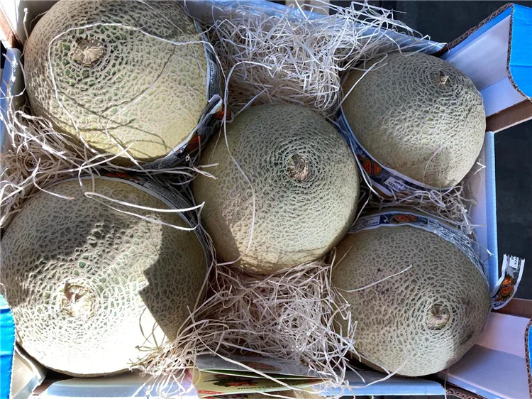 Italy lorenzini Orange Pulp Melon Musk,Fresh Fruit