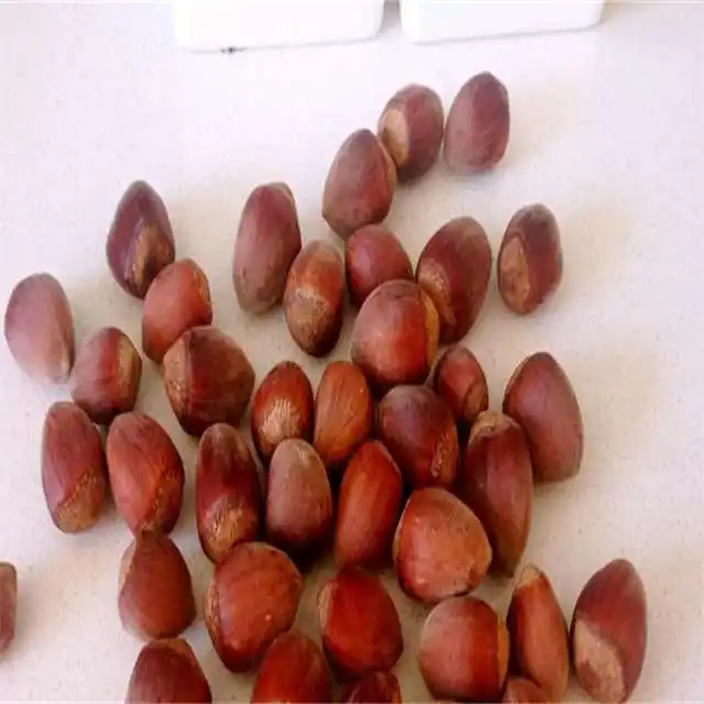 Raw Hazelnut Roasted Hazelnut in Bulk Premium Quality