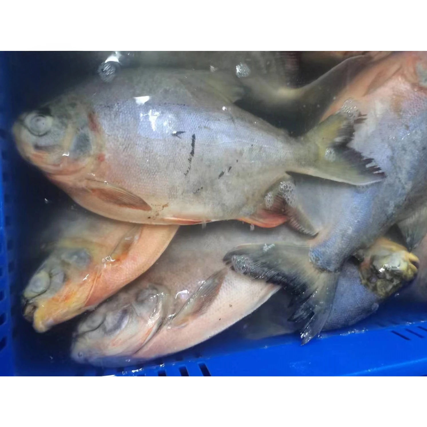 frozen red pauc frozen red pompano fish price wholesale pompano fish frozen red pomfret fish price