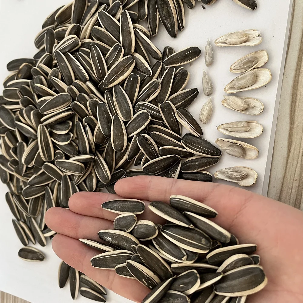 Supply best quality chinese black sunflower seeds large size sunflower seeds 363 export with per ton