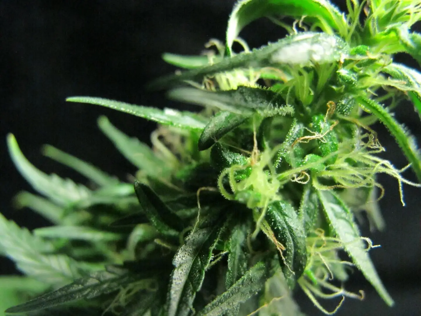 Single-span automatic Blackout policarbonate sheets greenhouse