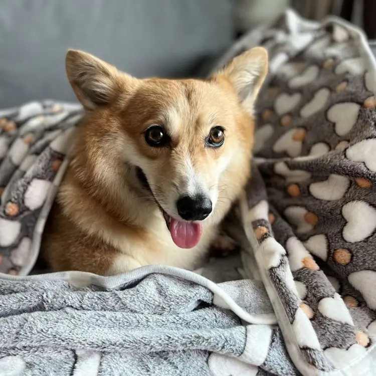 Super Soft Warm Sleep Puppy Blankets Mat Cute Bones stars Love Print Fluffy Fleece pet Flannel Throw Dog Blankets for Dogs Cats