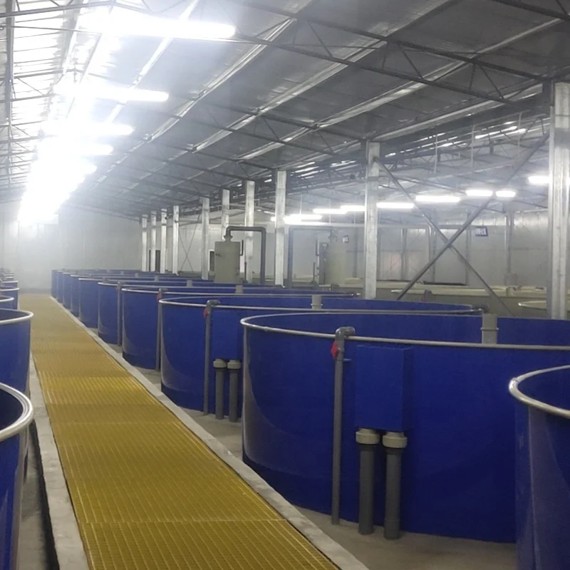 Indoor 1600m3 Jade Perch Fish Farm System And Fish Farming Equipment For Grow-out System