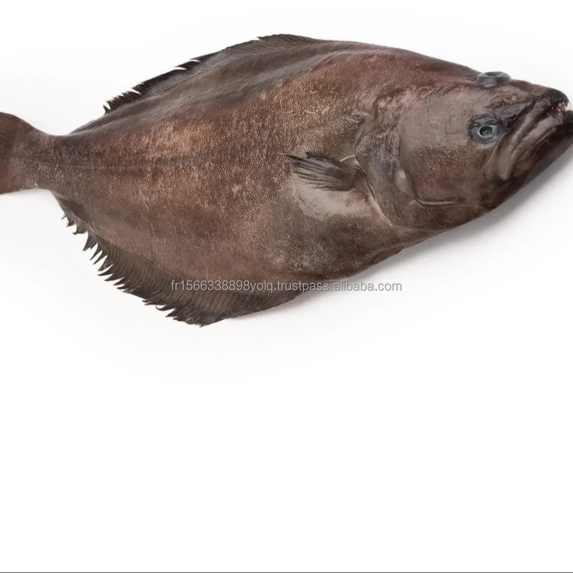 Buy Frozen Greenland Halibut Fish And Head for sale