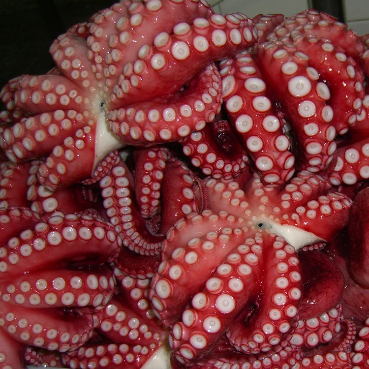  Китайский поставщик морепродуктов замороженный Осьминог