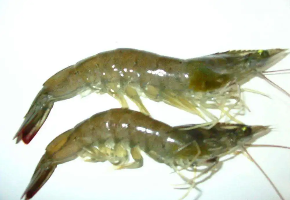 CAS 62637-93-8 Aquatic Feed TMAO Trimethylamine oxide dihydrate Fish feed Shrimp crab feed additive