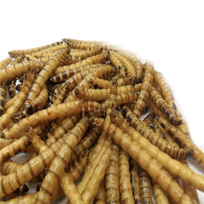 
2021 high quanity protein fiber dried mealworm for bird 