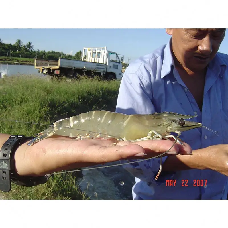 Cheap High Nutrition Good Protein Prawn Fish Farming Probiotics Food Aquaculture Hatchery Pellet Dish Shrimp Feed