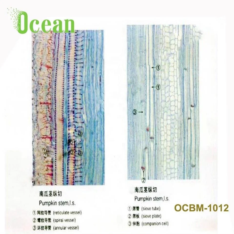 Pumpkin Stem L.S. Botany microscope prepared slides