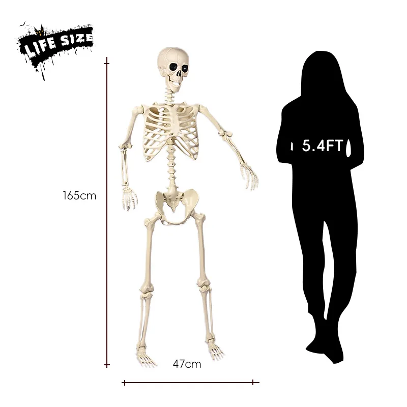 JOYEN Wholesale Halloween Skeleton Decorations Human Bones for Halloween Party with Movable Joints for Haunted Houses
