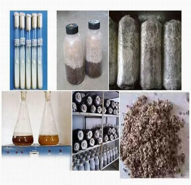 
Shiitake Mushroom Bulk Logs Spawn For Sale 