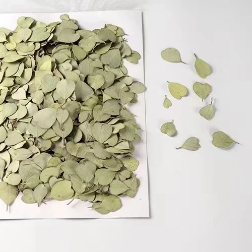 MNR2086 hear size dried eucalyptus leaves for DIY resin craft