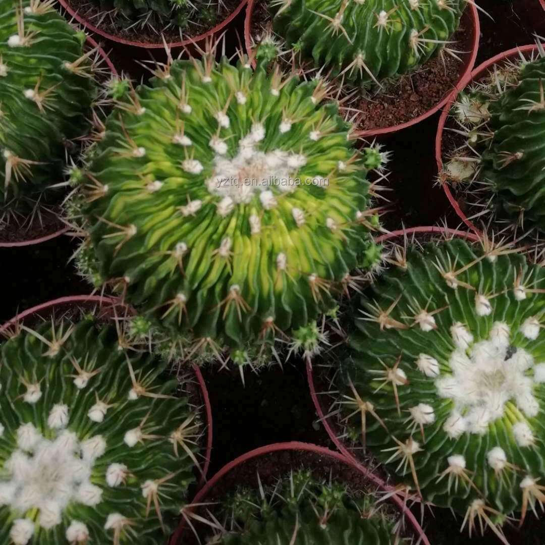 Natural plant live cactus variegate Stenocactus multicostatus home garden plants nursery for sale