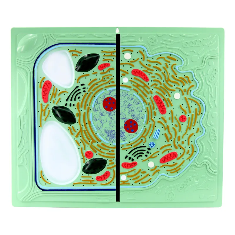 Модель обучения биологии для младших классов средней школы лабораторный инструмент сравнительные модели клеток животных и растений