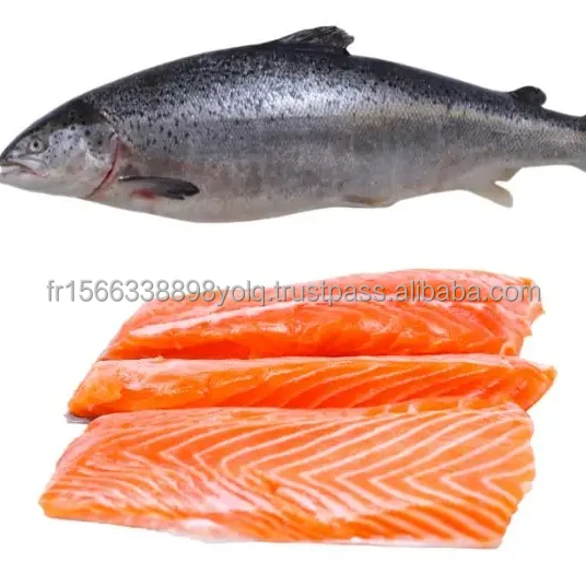 Whole Frozen Salmon Fish For Sale exporter and supplier from South Africa