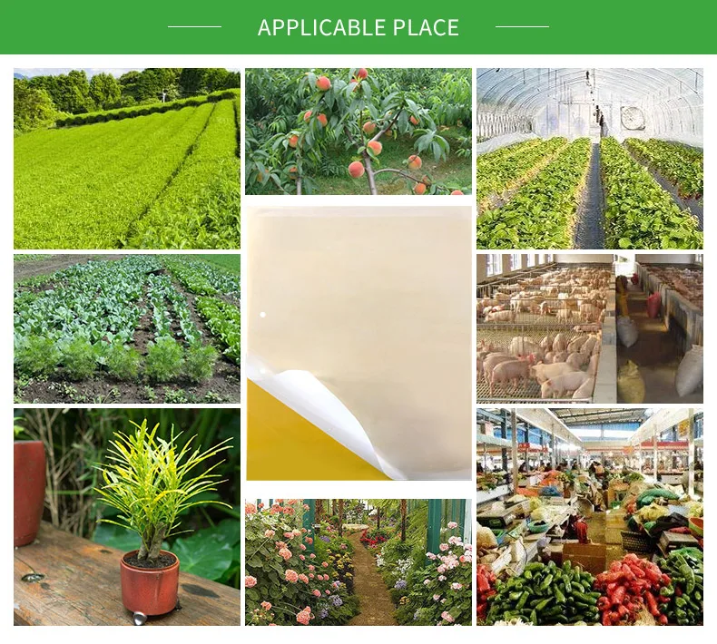 Flying Insect Killers Yellow Sticky Fruit Fly Sticky Traps Killing Aphids Plate Stick Insect Whitefly