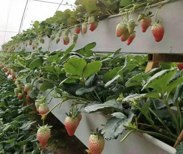 Strawberry trough  Plastic trapezoidal planting trough Hydroponic system