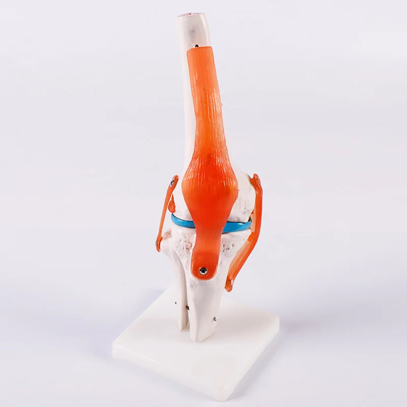 ADA-A1025 human life-size skeleton knee joint model for medical training