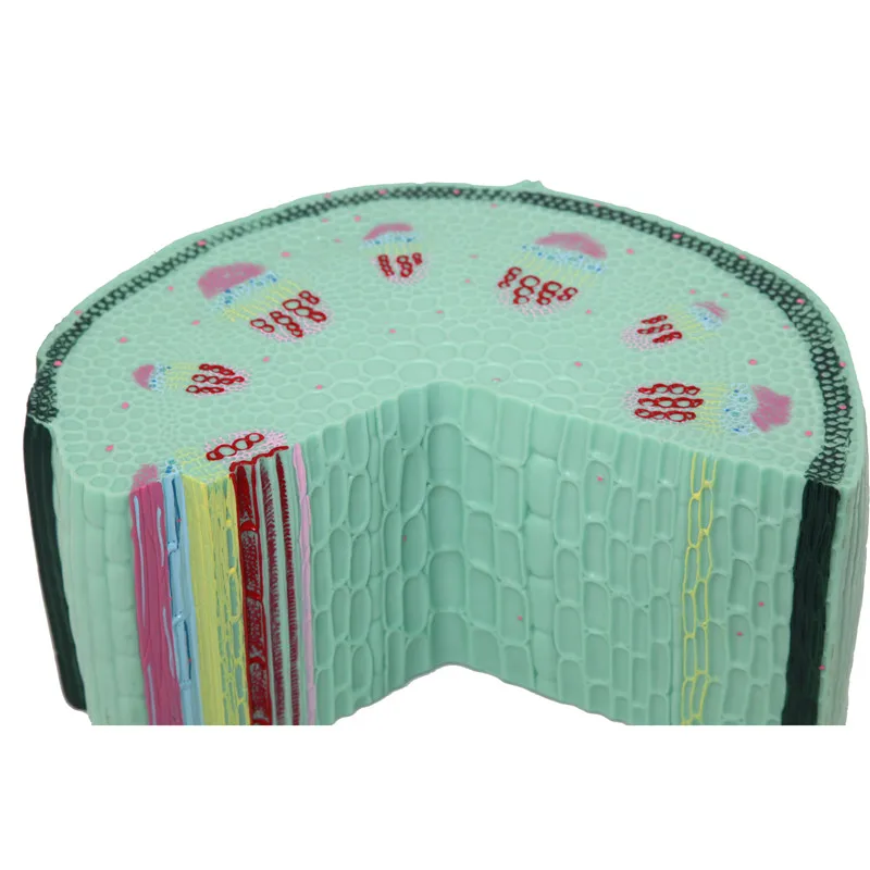 Увеличенный пластмассовый анатомический стебель dicot модель клеток