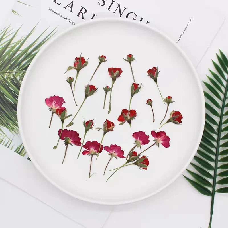 N295 MSH Top Seller High Quality Dried Roses Pressed Roses Pressed Flower Diy Material Craft Material Dried Flowers