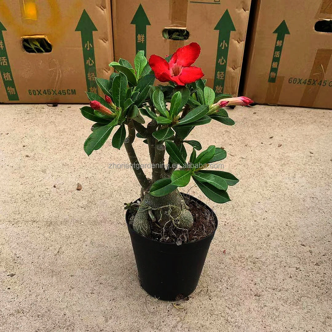 
2021 Hot sale products Desert rose, Adenium plants, Adenium obesum 