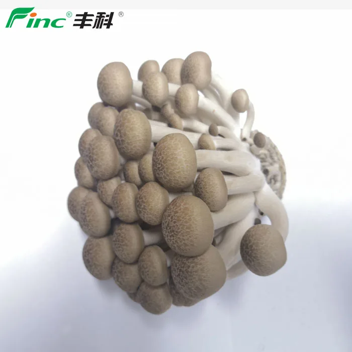
2019 All Year Round Supplied High Nutrition Fresh Mushrooms Mushroom 
