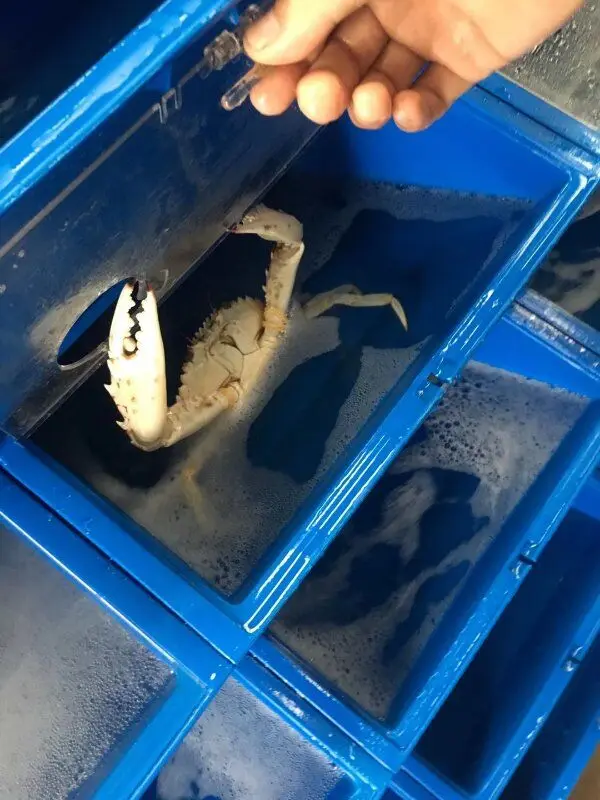 Будущая аквакультуры Крытая Вертикальная Solf оболочка PP пластиковая небольшая Мягкая оболочка краб коробка