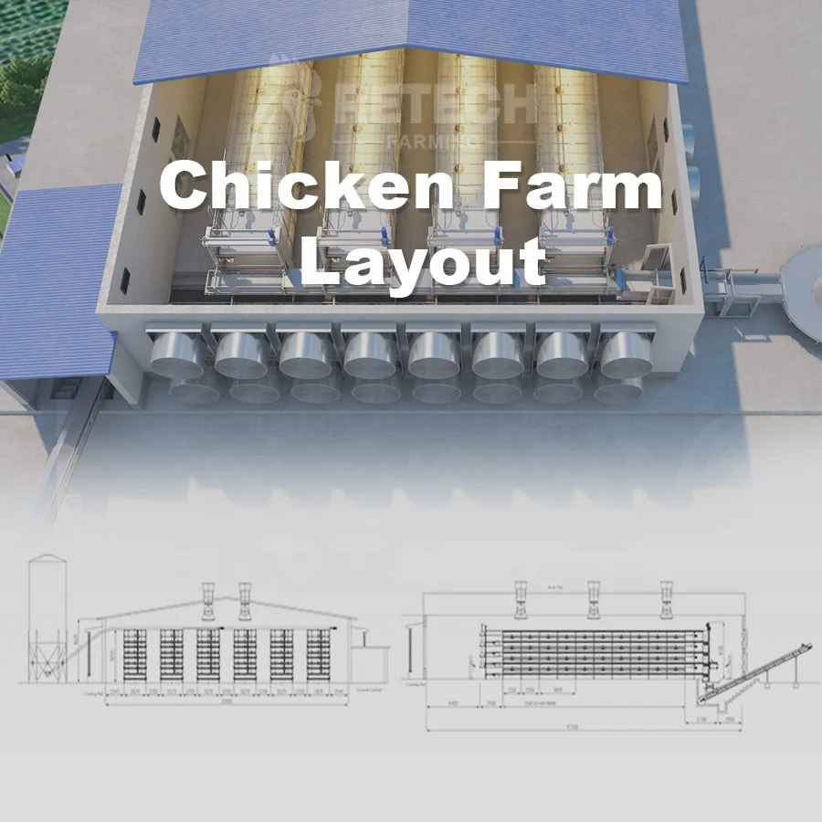 Automatic UAE Chicken Farm Poultry Equipment for Sale