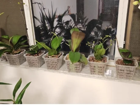 Phalaenopsis Square Planting Basket Garden Pots Clear Plant Net Mesh Pots Orchid Planter Pots Plant Container Transparent clear
