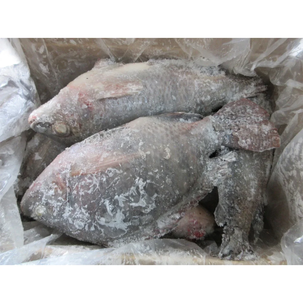 Poisson tilapia 300g to 500 fiyat icin dondurulmus tilapia balik frozen tilapia fish