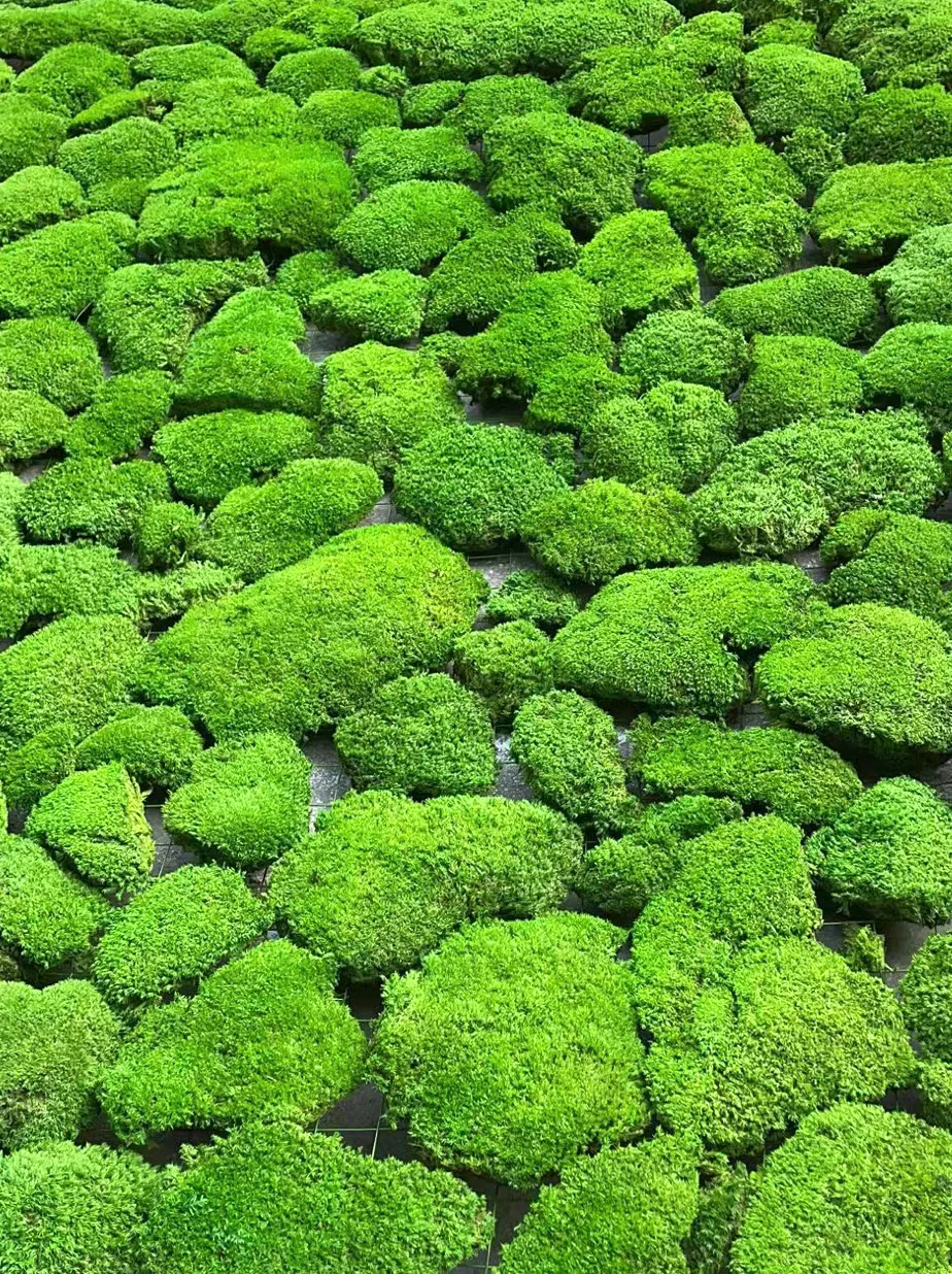 Landscaping Bonsai preserved moss wall potted plant decoration preserved moss sheets wholesale preserved Moss