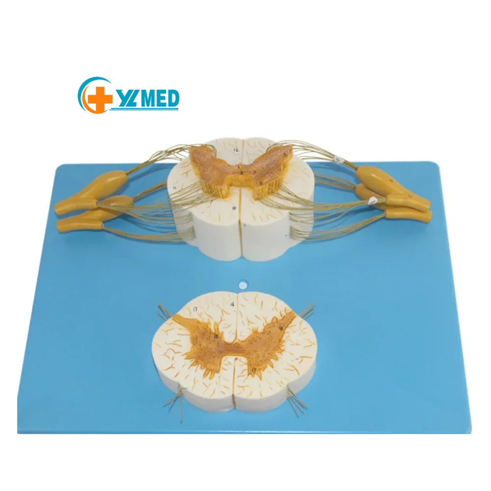 Neurology system doctor simulates learning to send gift decorations with enlarged models of spine and spinal nerve branches