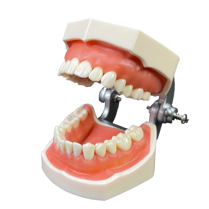 Professional production  Removable Study Orthodontic Dentist Training Anatomical Oral Teeth Model Dental Typodont models