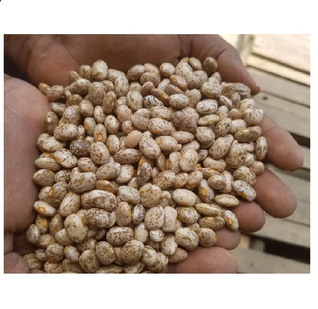 Premium Qualty And Hot Selling 280-320beans/100gm Pinto Beans For Sale