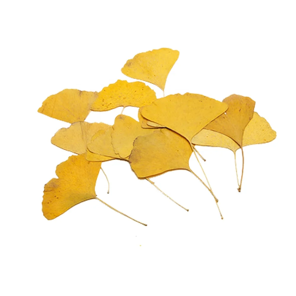 Real Dried Pressed Flower Ginkgo Leaf Natural Green