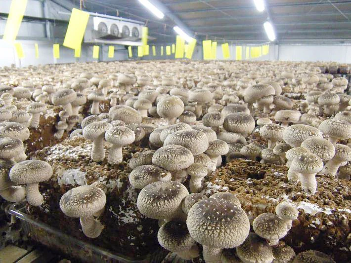 Special techniques mycelium  satrise  mushroom cultivation growing