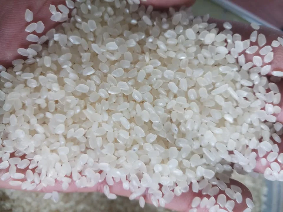 SHORT GRAIN NATURAL WHITE JAPONICA RIZ BROKEN 5% RICE for SUSHI ROLL JAPANESE CUISINES PRICE FROM FACTORY- WA 0084989322607