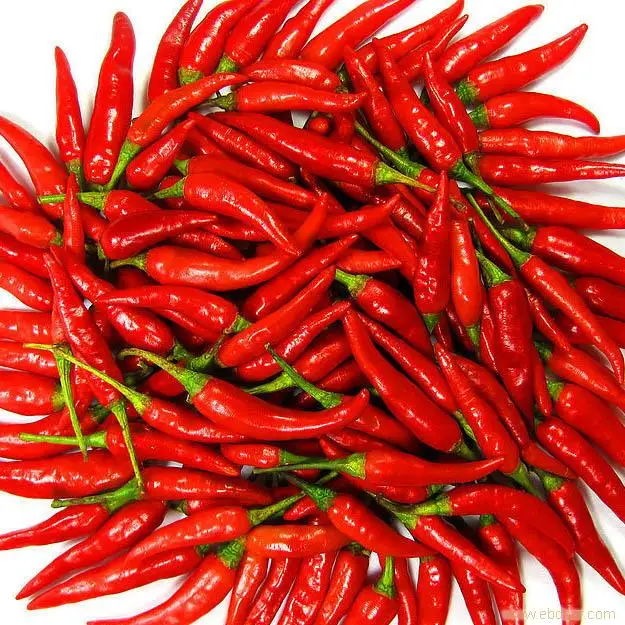 Wholesale Hot Pepper Jinta Bulk IFQ Frozen Red Chili
