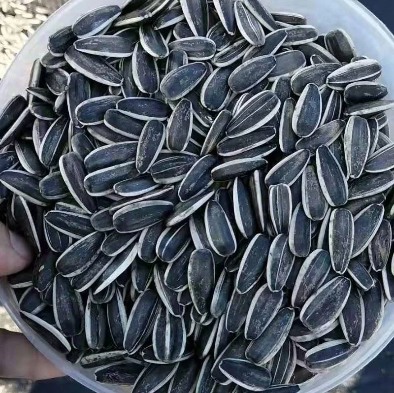 Chinese Big Size 363 Bulk Black Sunflower Seeds