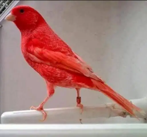 
GOULDIAN FINCH/YORKSHIRE BIRDS AVAILABLE WITH FREE CAGES 