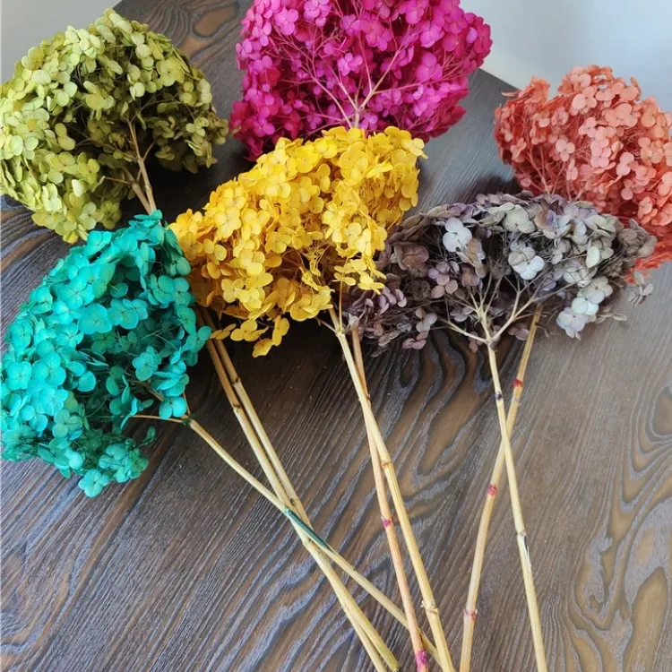 Dried Hydrangeas for home decorations for Christmas dried flowers