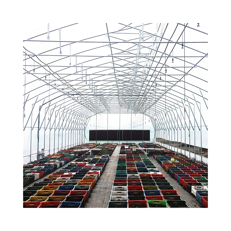 Good price productive plastic greenhouse agriculture green house