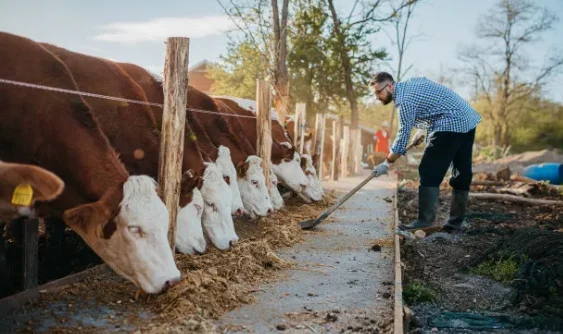 Factory Supply Corn Yellow Maize Corn Gluten Feed 18% Feed grade for animal