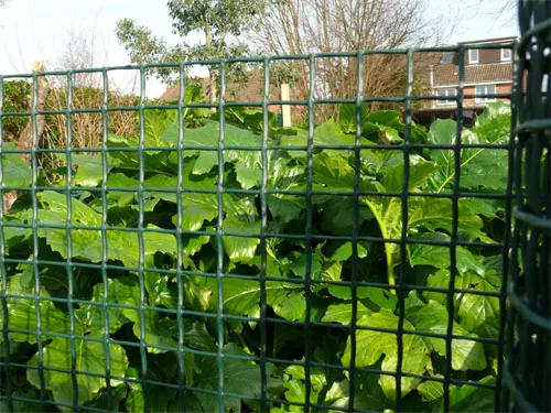 Green Barrier Mesh Fencing/HDPE Square Plastic  Decorative Fence net