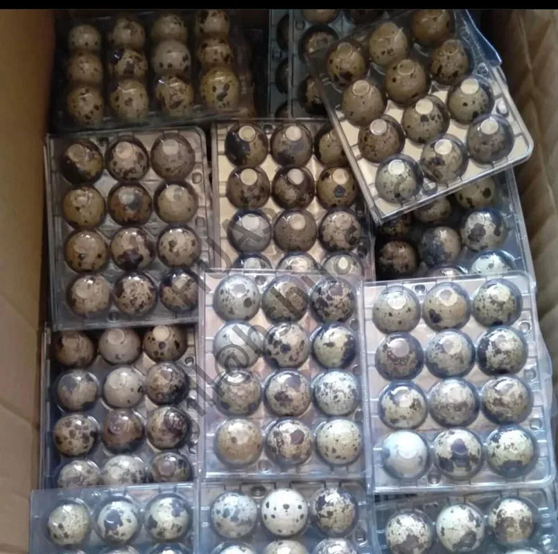 Customizable clear quail egg Cartons for farm use 30mm in diameter  With 12  24 30 Holes  plastic Quail Egg container