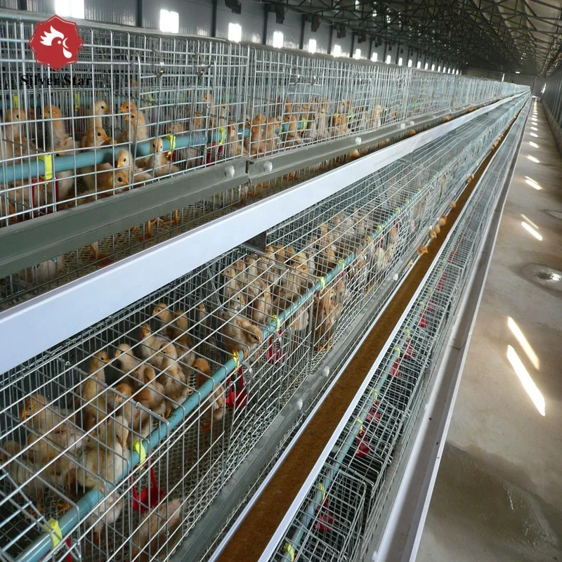 Chicken cages for day old chicks.jpg