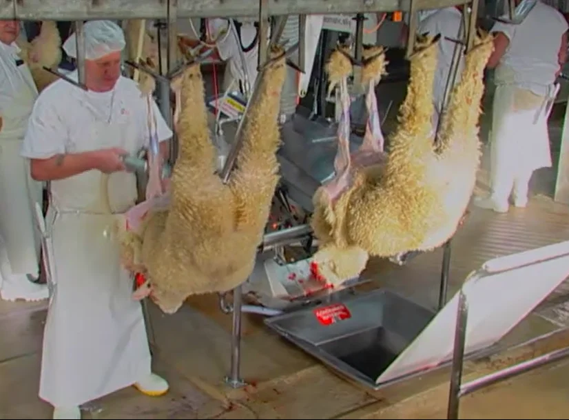 500bph compact slaughtering line, small  poultry slaughtering processing line