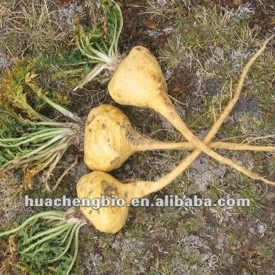 High Quality Maca Extract Powder