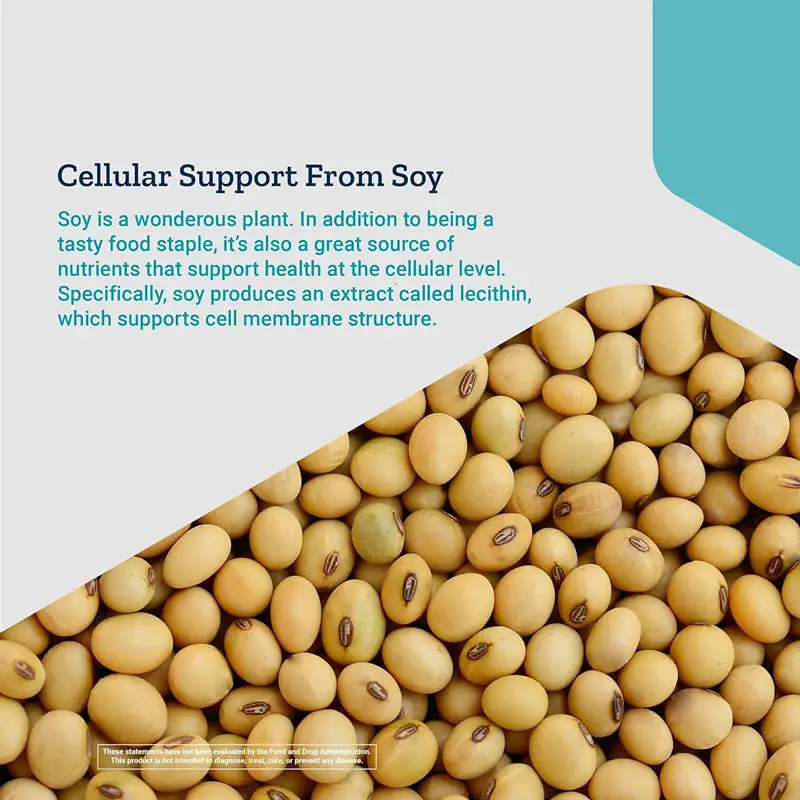 OEM Soy Lecithin Herbal Supplement Capsules 1200mg Soy Lecithin Extract Oil Softgel Capsules For Sale Soya Lecithin capsule