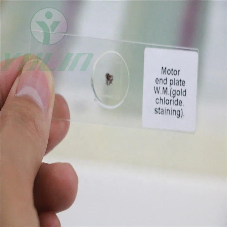 25 Medical Teaching Resources Equine Skin Microscopy Prepared Slides Histology Slides